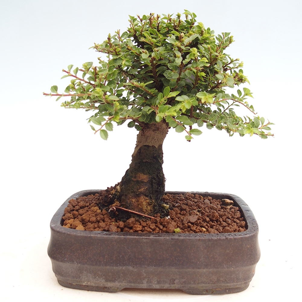 Bonsai da esterno - Ulmus parvifolia Hokkaido - Olmo cinese