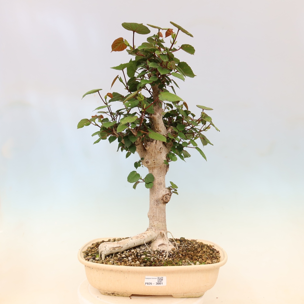 Bonsai da interno - Hibiscus tiliaceus - Ibisco marino