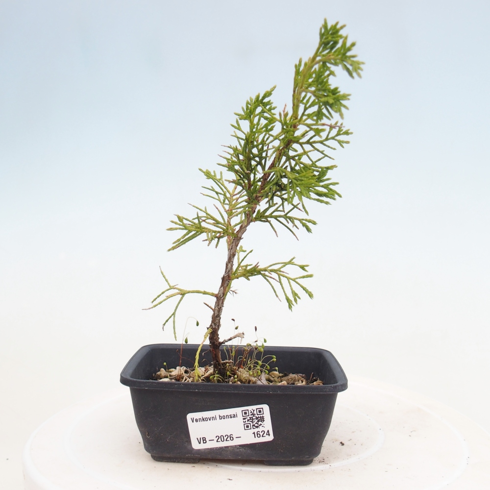 Bonsai da esterno - Juniperus chinensis Itoigawa