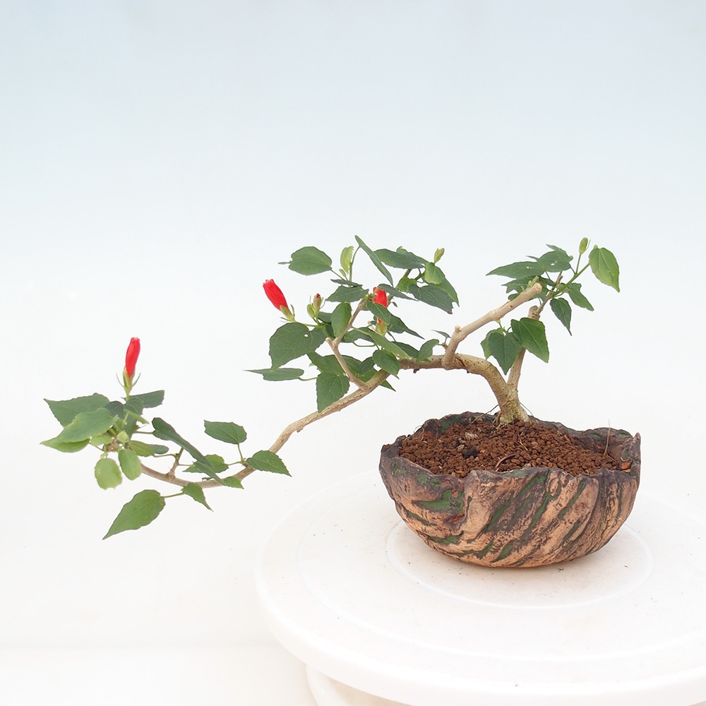 Bonsai da interno - Malvaviscus arboreus