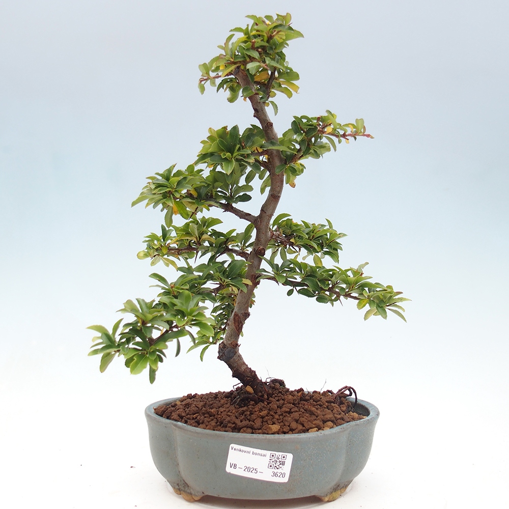 Bonsai da esterno-Pyracantha Teton -Hlox
