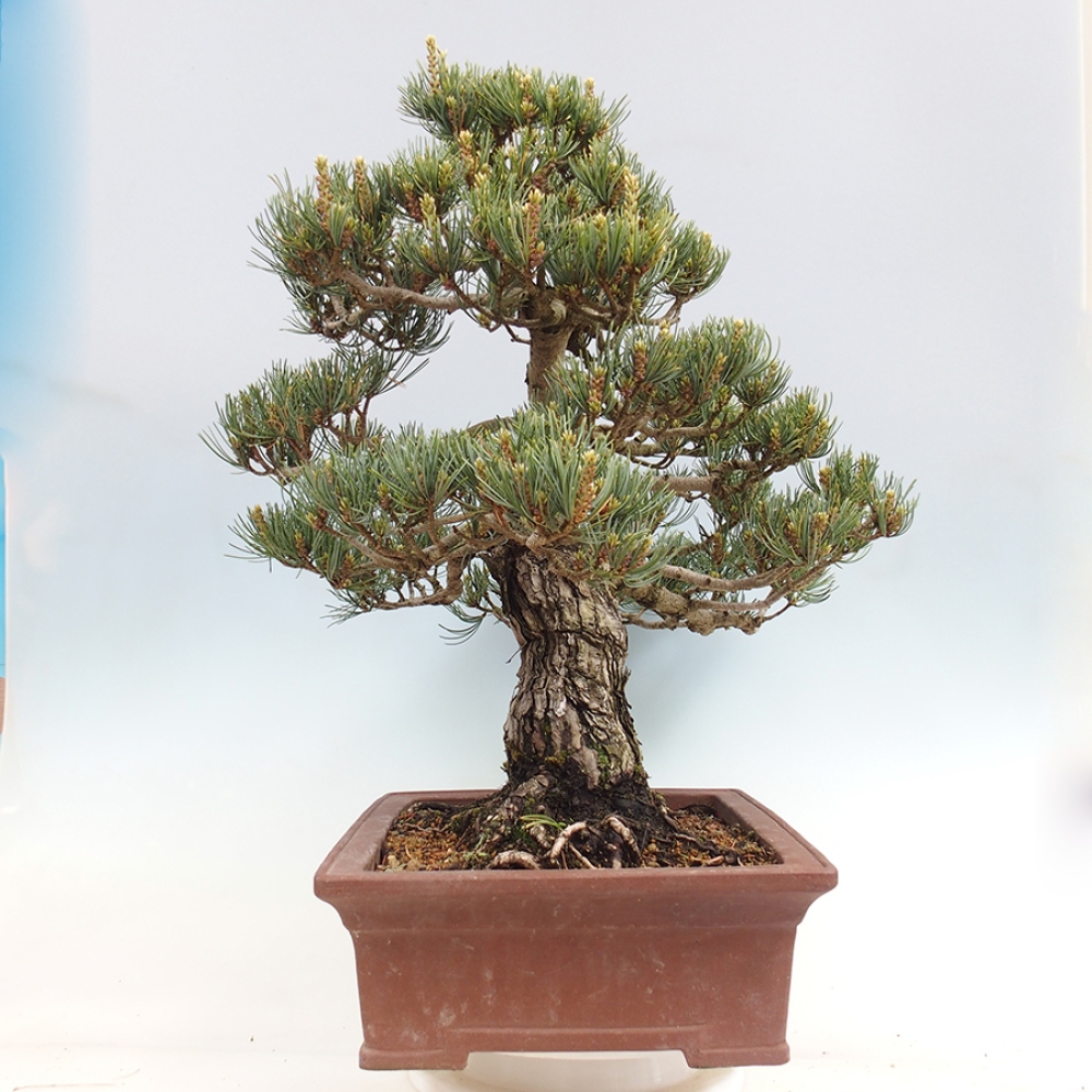 Bonsai da esterno - Pinus parviflora - Pinus parviflora