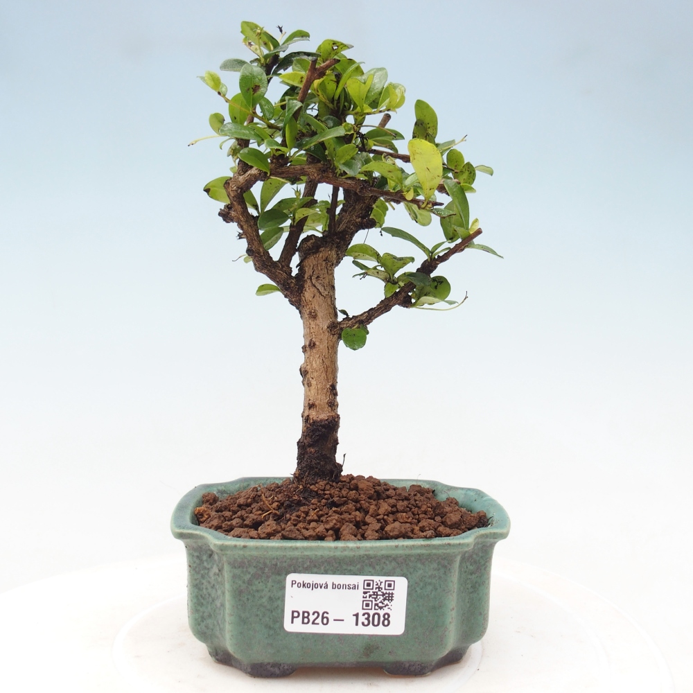 Camera bonsai - Carmona macrophylla - Tea fuki