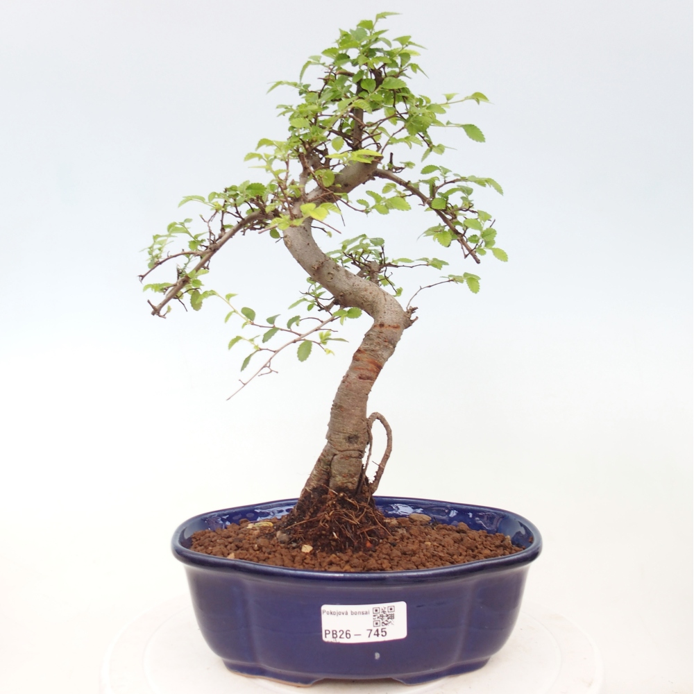 Camera bonsai - Ulmus parvifolia - Olmo a foglie piccole