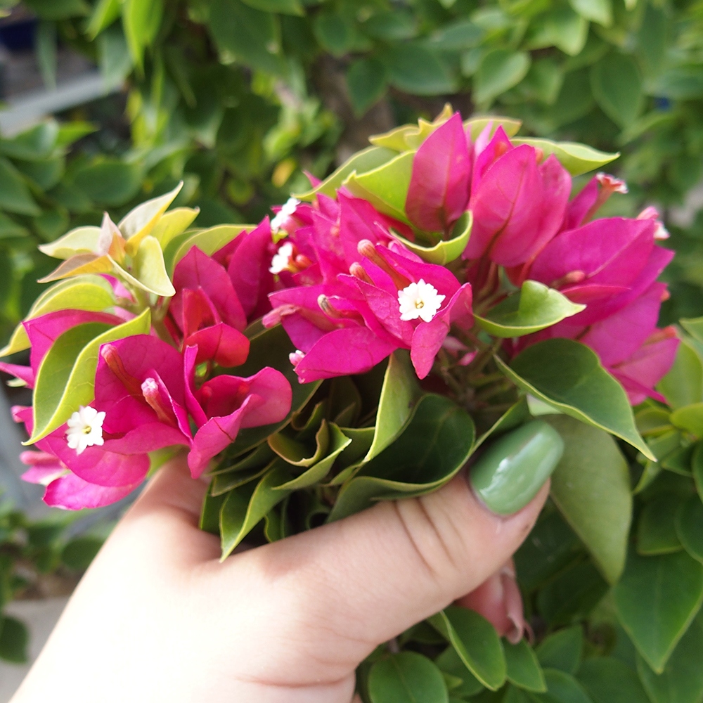 Camera bonsai - Bouganwilea