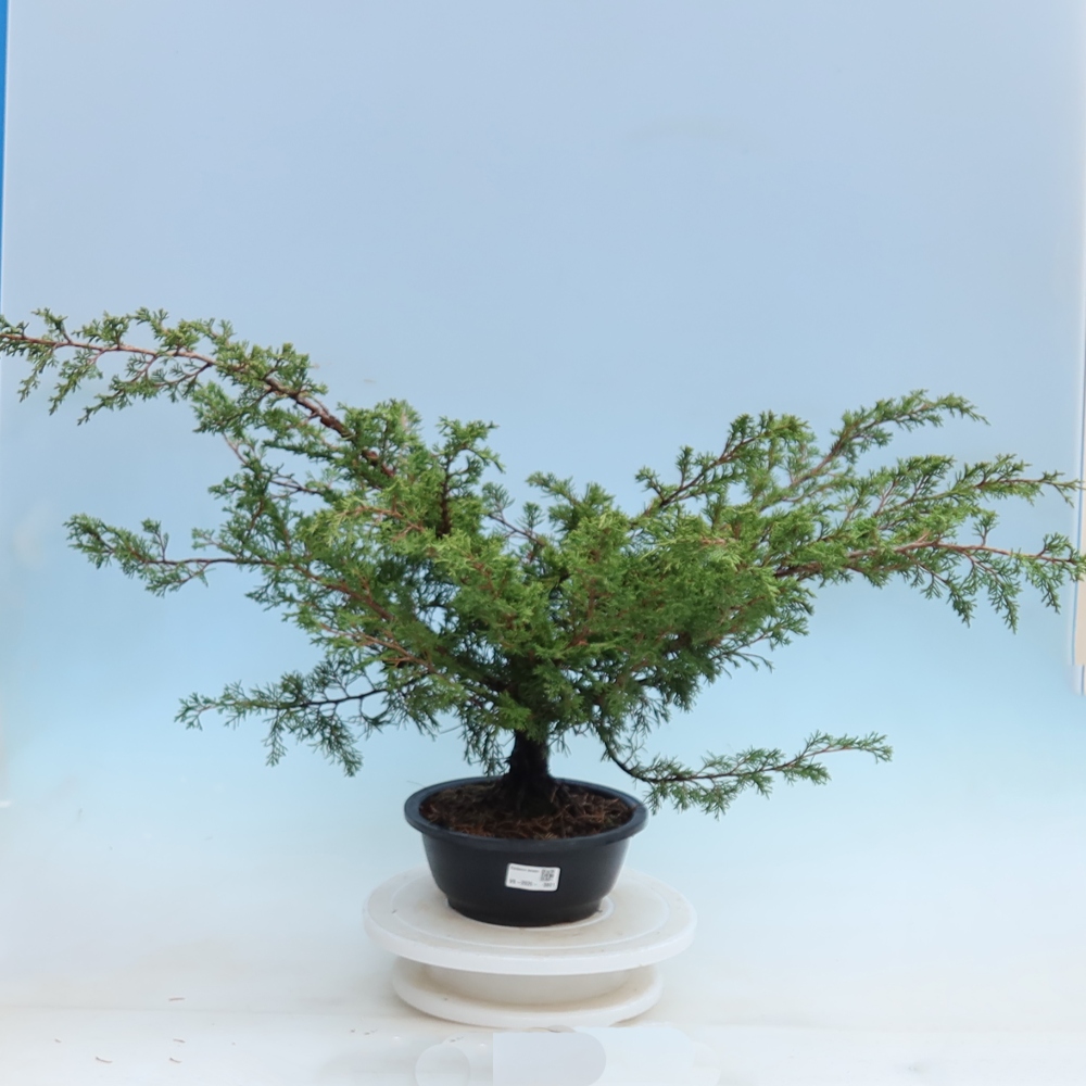 Bonsai da esterno - Juniperus chinensis Itoigawa - Ginepro cinese