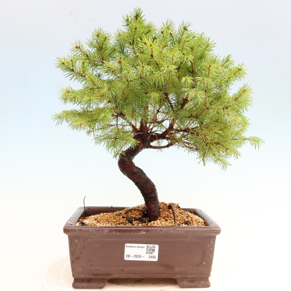 Bonsai da esterno - Abete grigio - Picea glauca globe