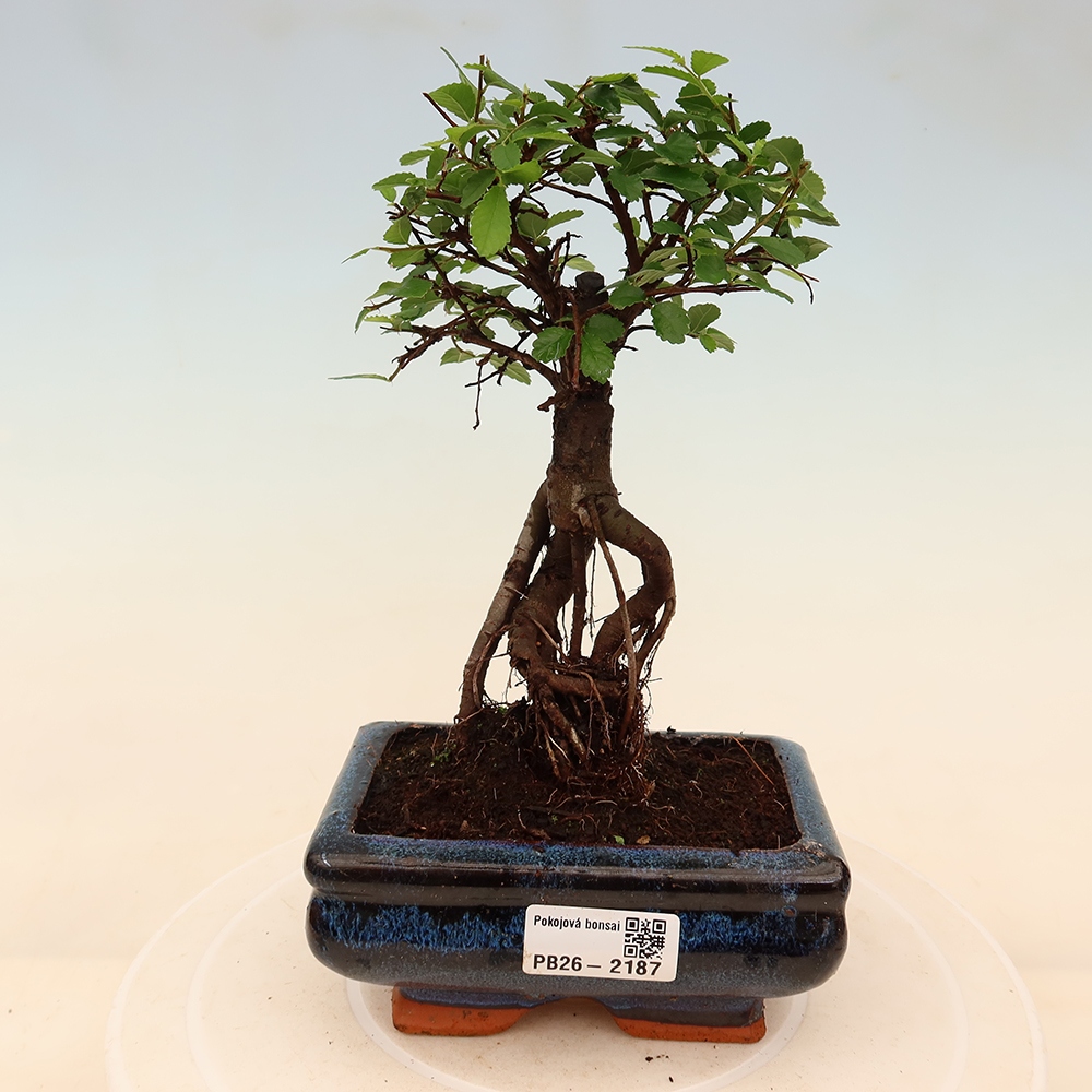 Camera bonsai - Ulmus parvifolia - Olmo a foglie piccole