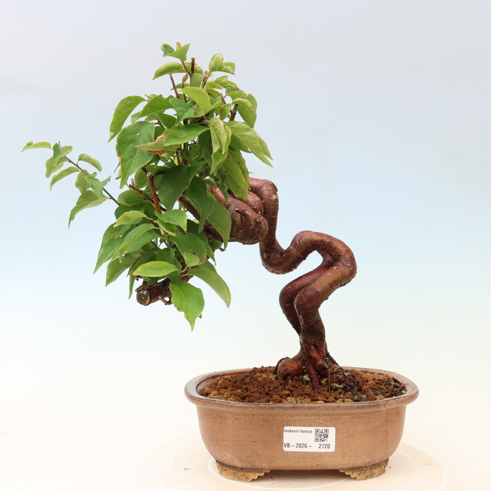 Bonsai da esterno - Albicocco giapponese - Prunus Mume