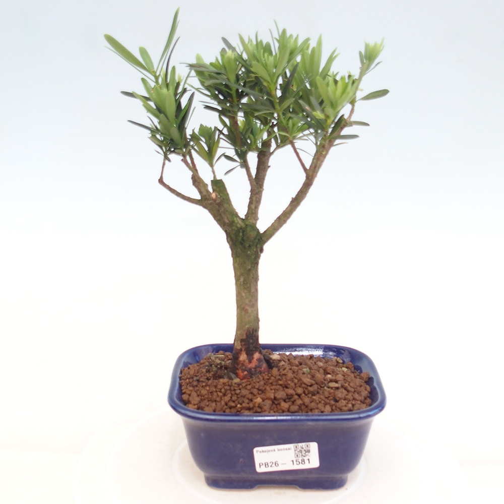 Camera bonsai - Podocarpus - Tasso delle pietre