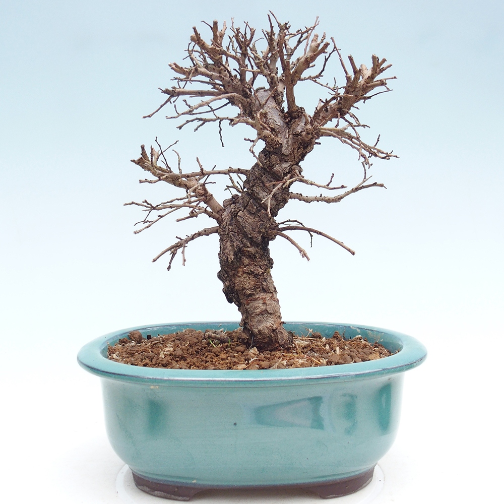 Bonsai da esterno - Zelkova - Zelkova NIRE