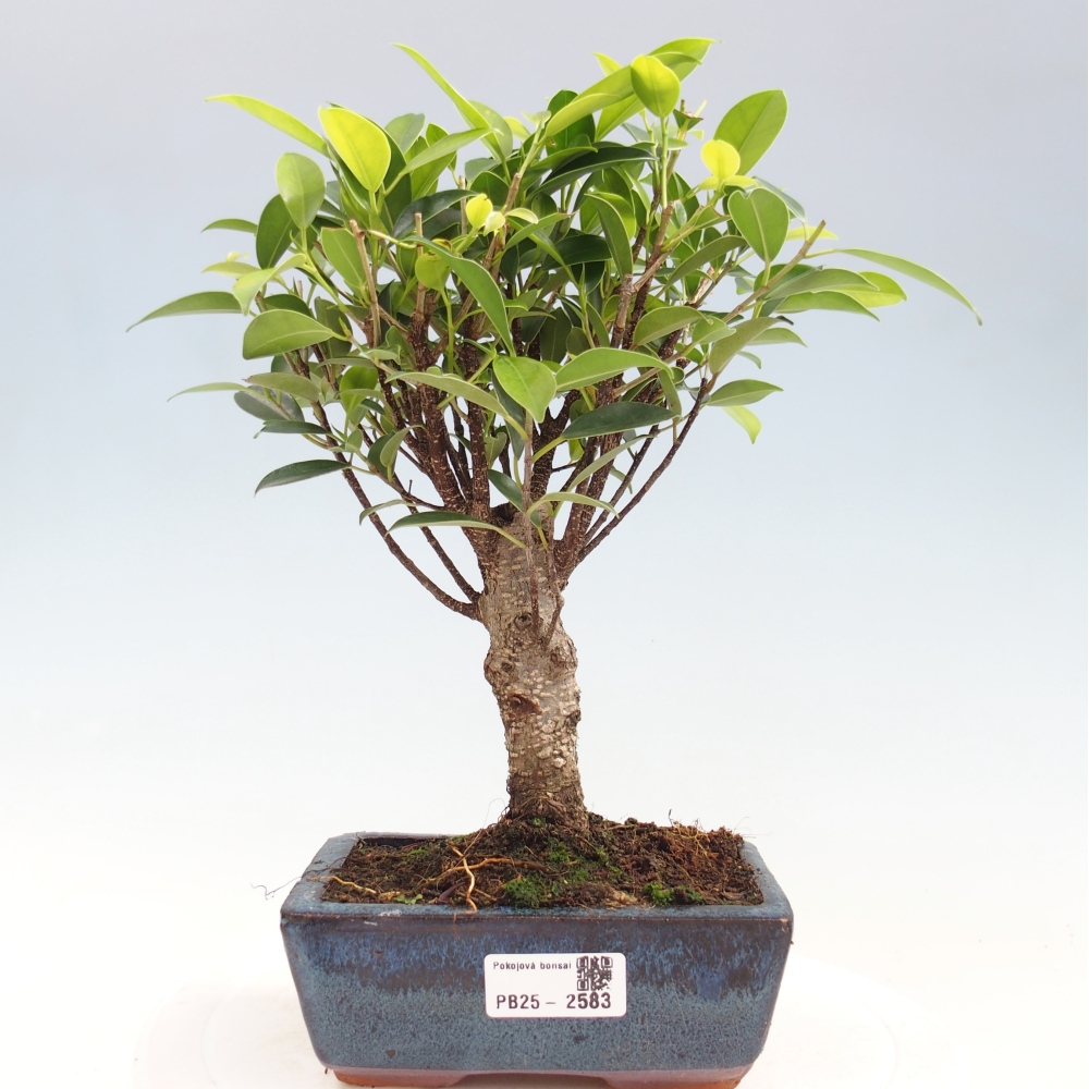 Camera bonsai - Ficus retusa - ficus a foglie piccole