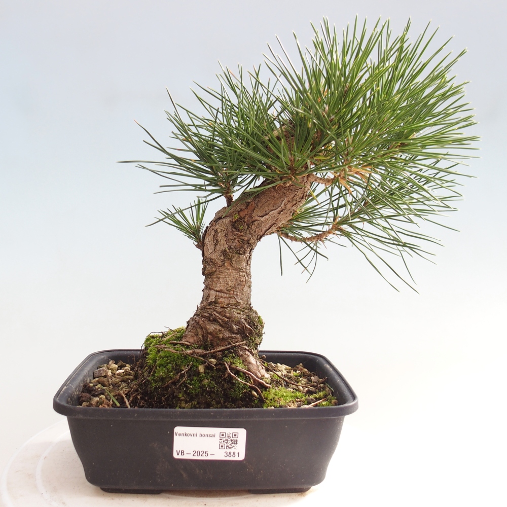 Bonsai da esterno - Pinus thunbergii - Pino di Thunberg