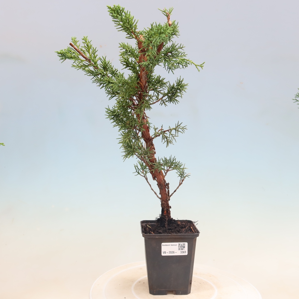 Bonsai da esterno - Juniperus chinensis Kishu