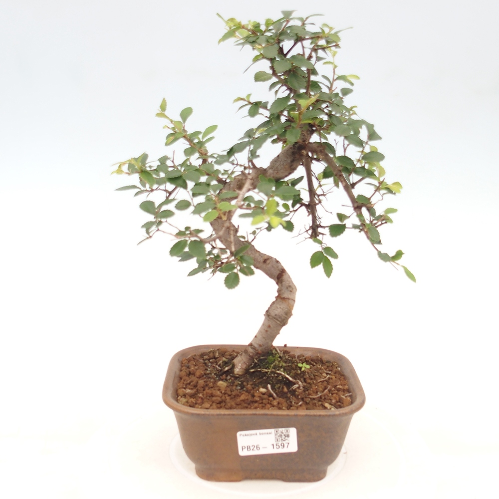 Camera bonsai - Ulmus parvifolia - Olmo a foglie piccole