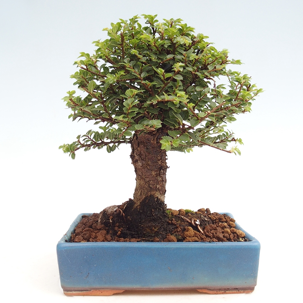 Bonsai da esterno - Ulmus parvifolia Hokkaido - Olmo cinese