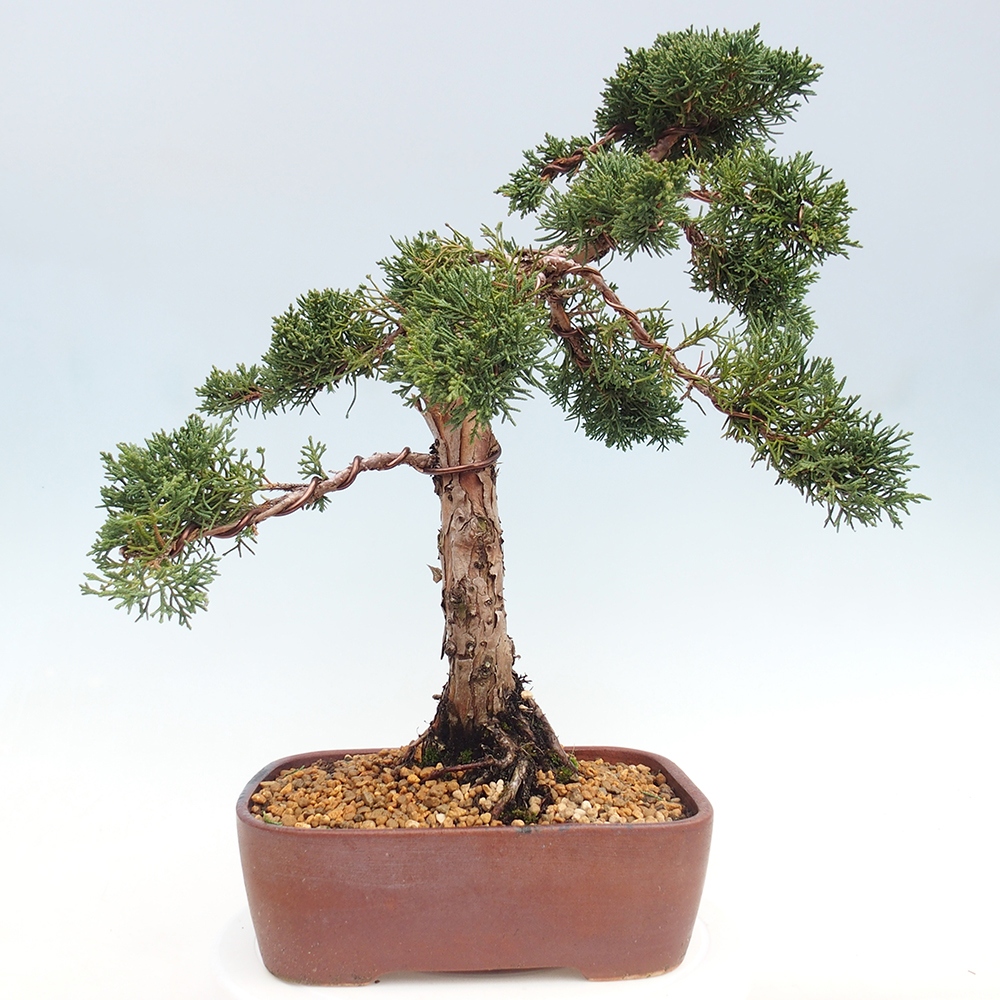 Bonsai da esterno - Juniperus chinensis Kishu