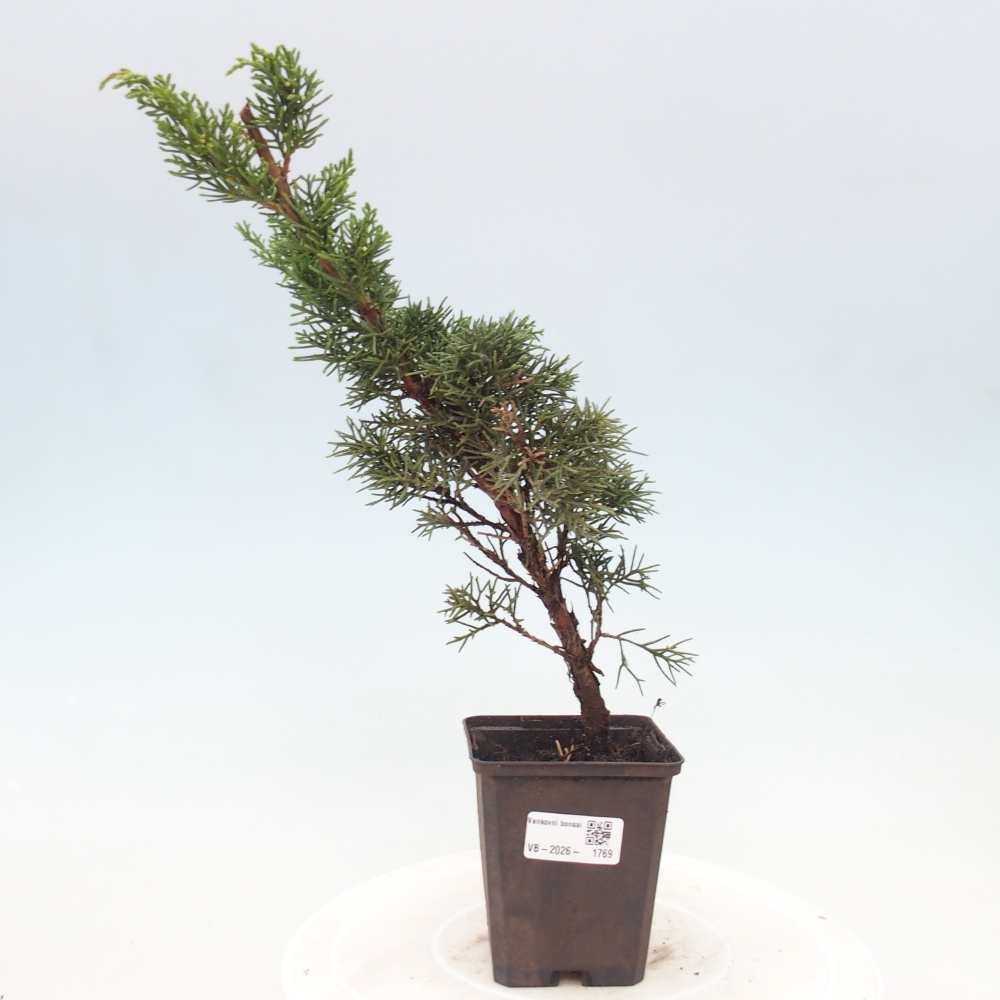 Bonsai da esterno - Juniperus chinensis Kishu