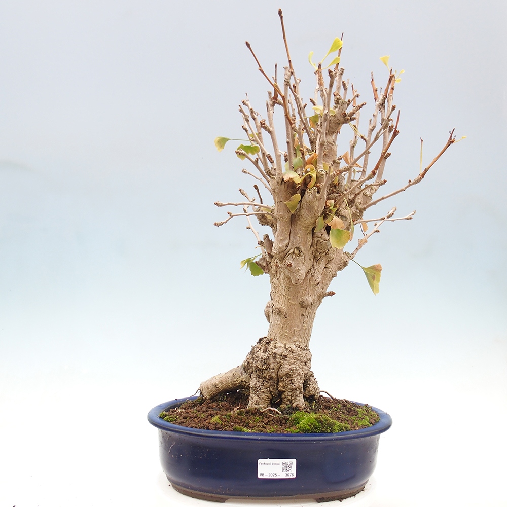Bonsai da esterno - Ginkgo biloba - Ginkgo biloba