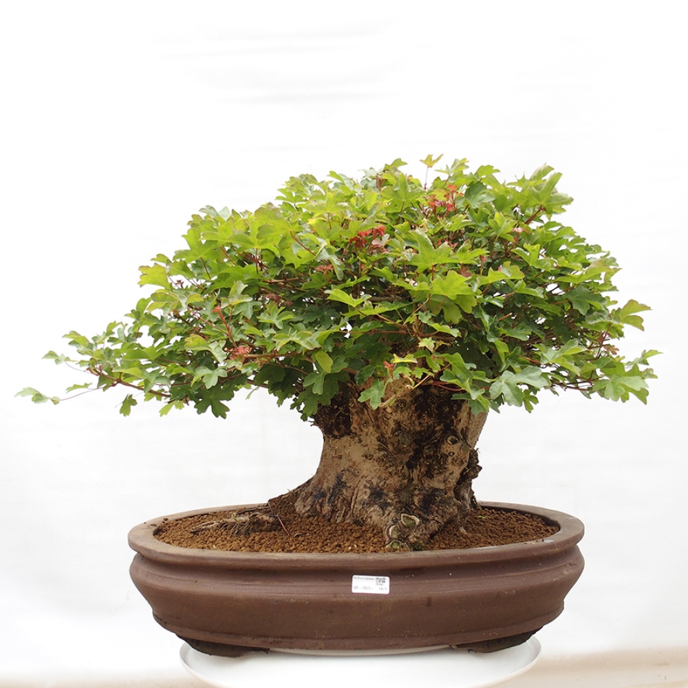 Bonsai da esterno - Acer Campestre - Acero babyka