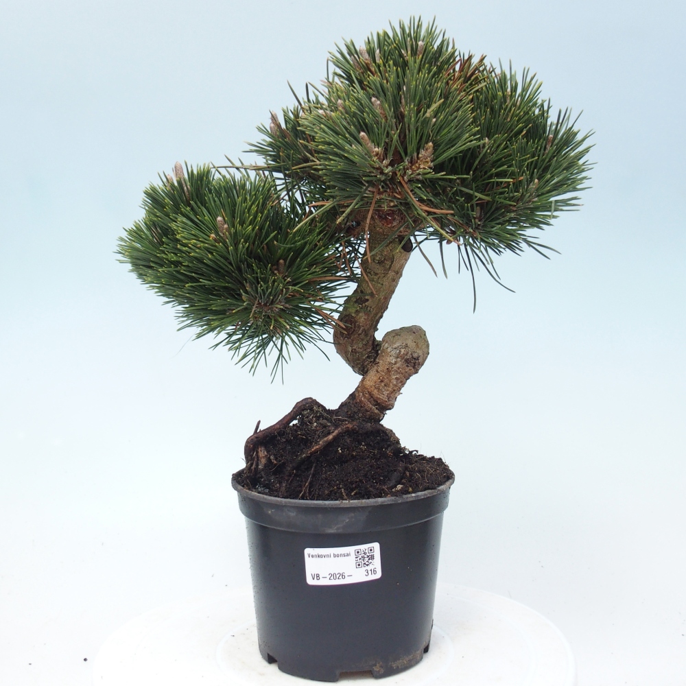 Bonsai da esterno - Pinus thunbergii senjyumaru - Pino di Thunberg