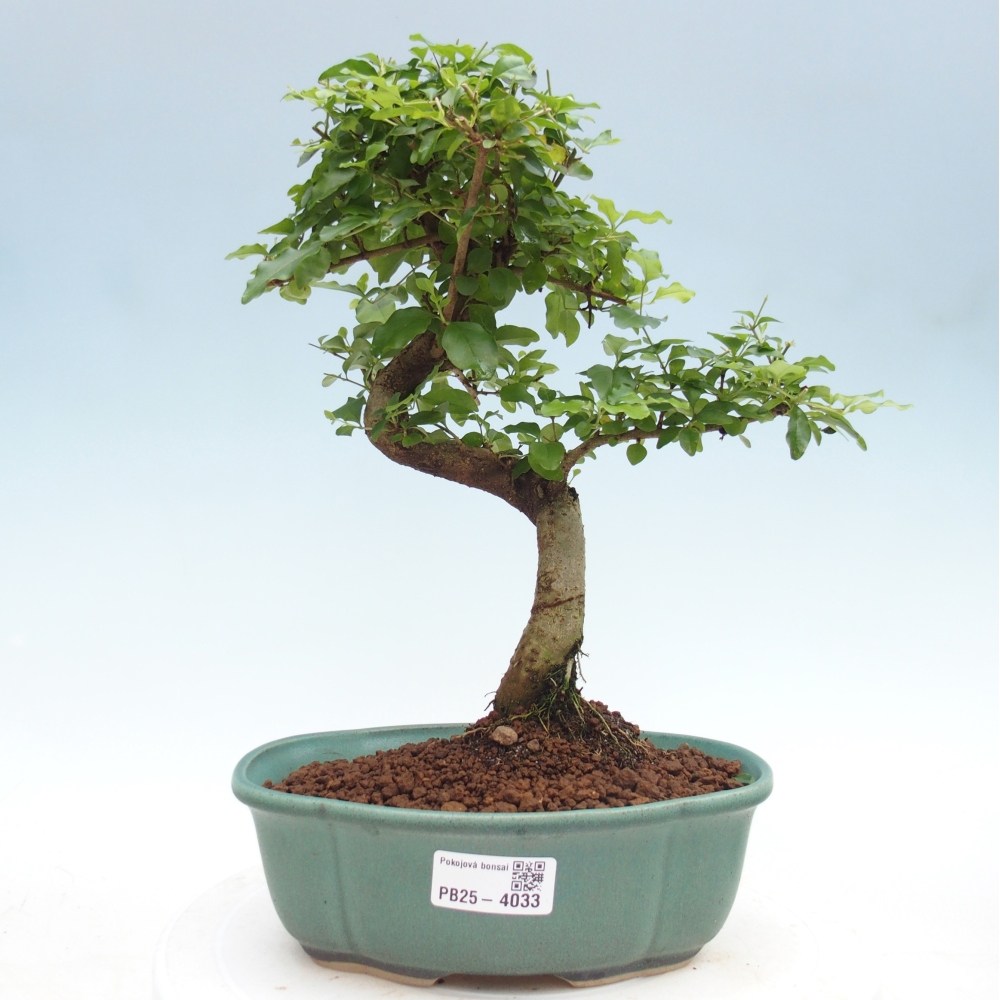 Camera bonsai -Ligustrum chinensis - Becco d'uccello