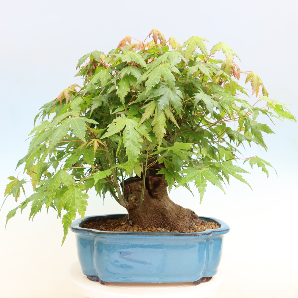 Bonsai da esterno - Acero Burger - Acer Burgerianum