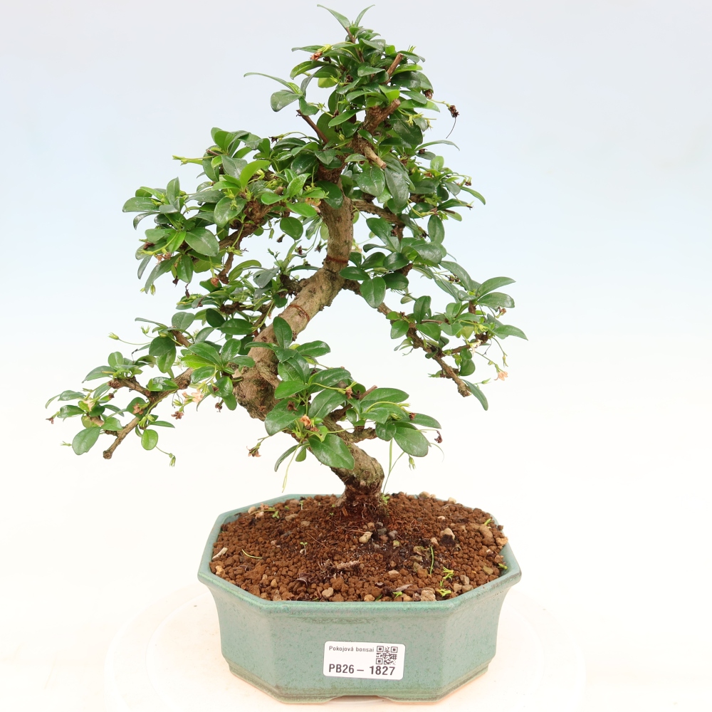Camera bonsai - Carmona macrophylla - Tea fuki