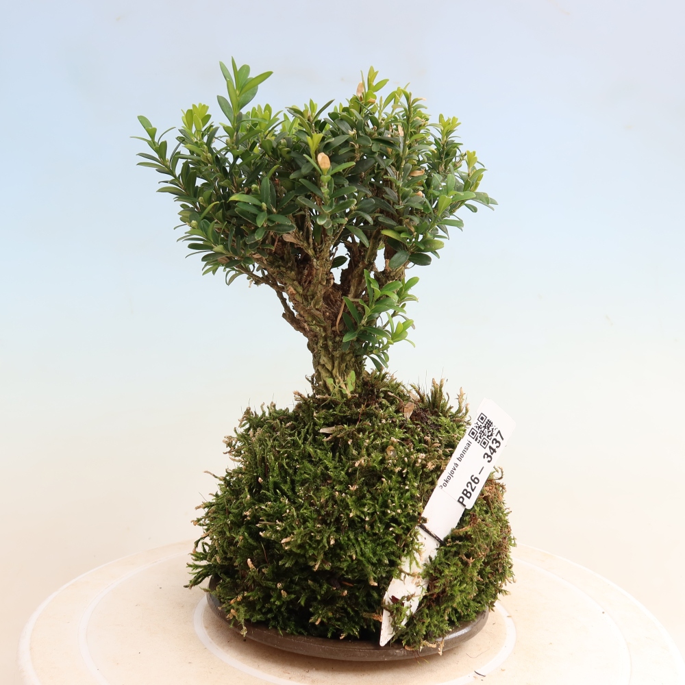 Kokedama con sottovaso - Buxus harlandii - bosso di sughero  