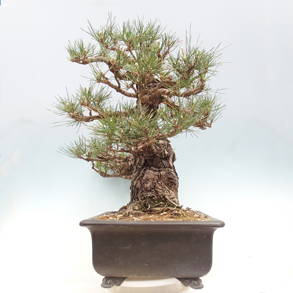 Bonsai da esterno - Pinus thunbergii - Pino di Thunberg