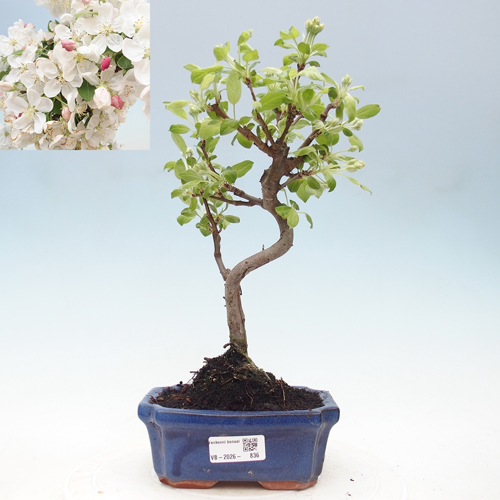 Bonsai da esterno -Malus halliana - Melo a frutto piccolo