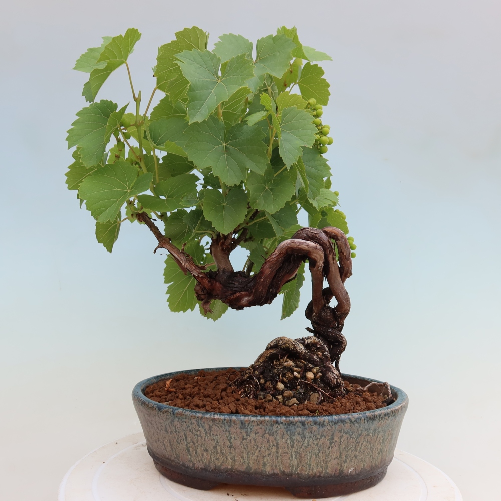 Bonsai da esterno - Vite - Vitis vinifera 