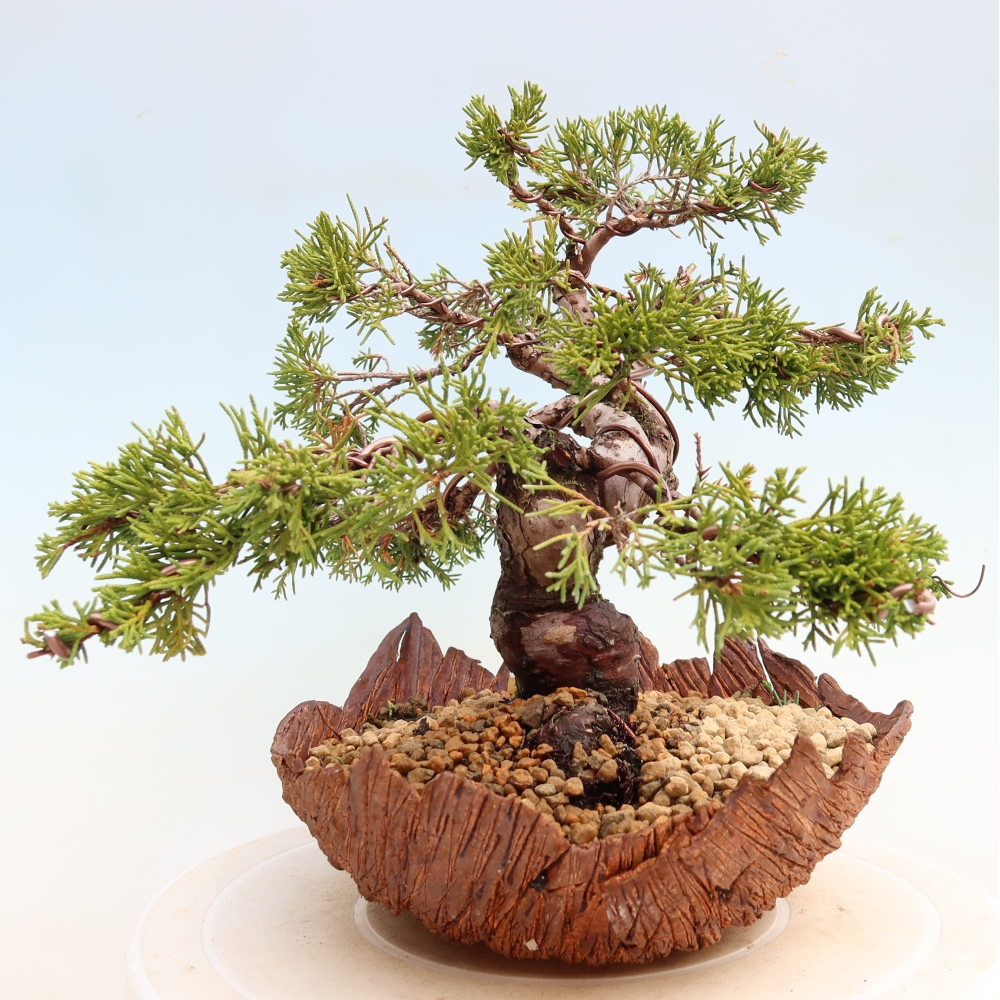 Bonsai da esterno - Juniperus chinensis Itoigawa-Juniperus chinensis