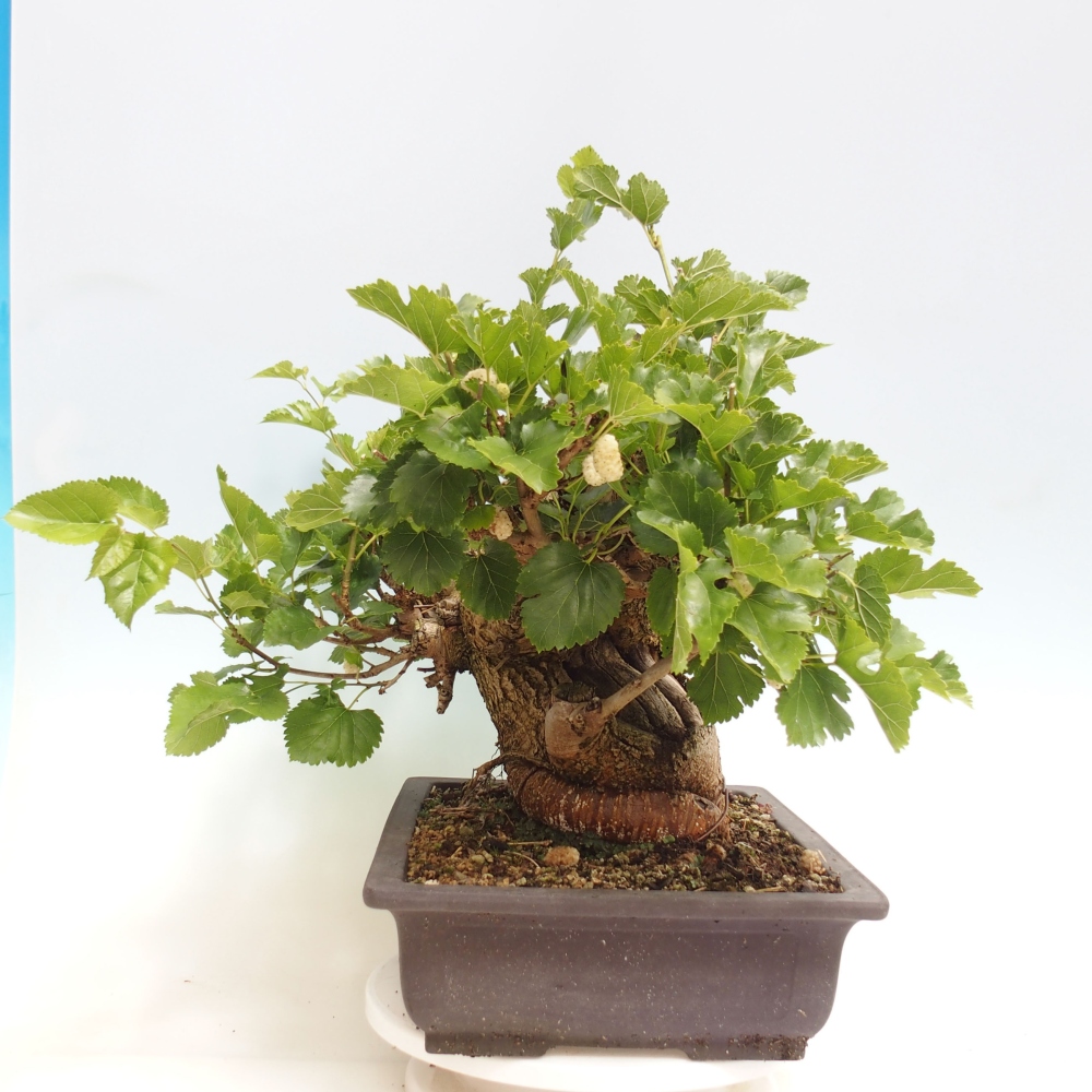 Bonsai da esterno -Morus alba - gelso