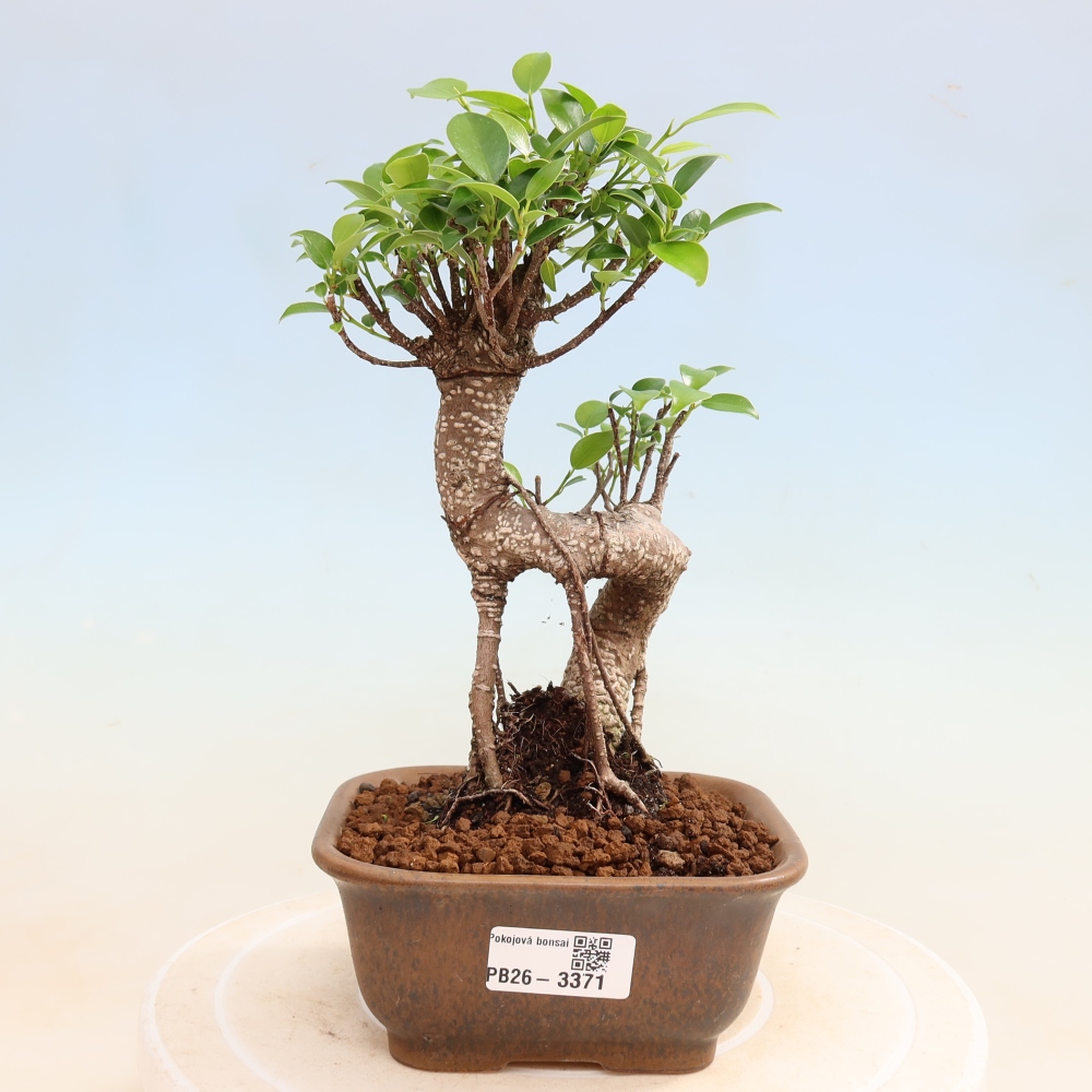 Camera bonsai - Ficus kimmen - ficus a foglie piccole