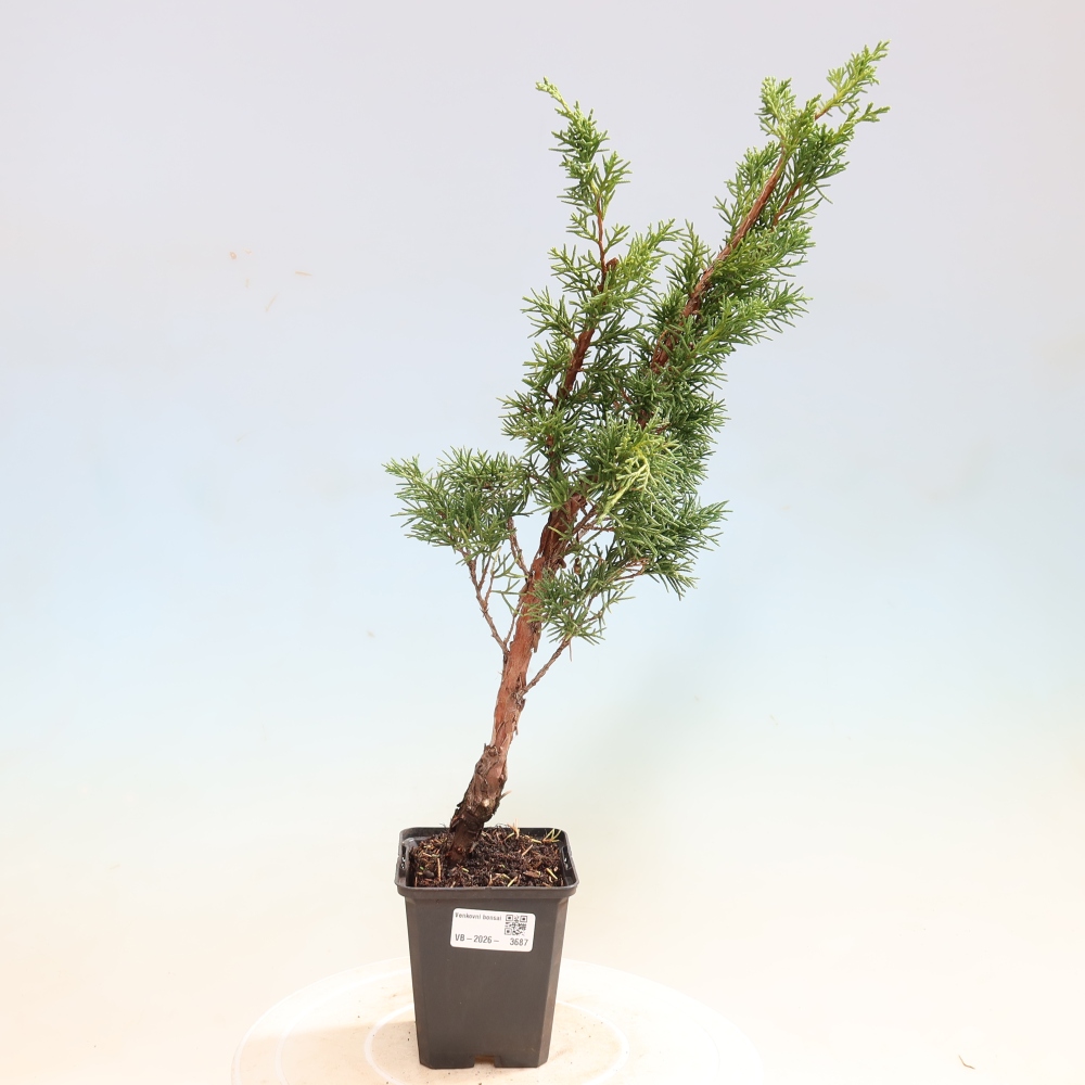 Bonsai da esterno - Juniperus chinensis Kishu
