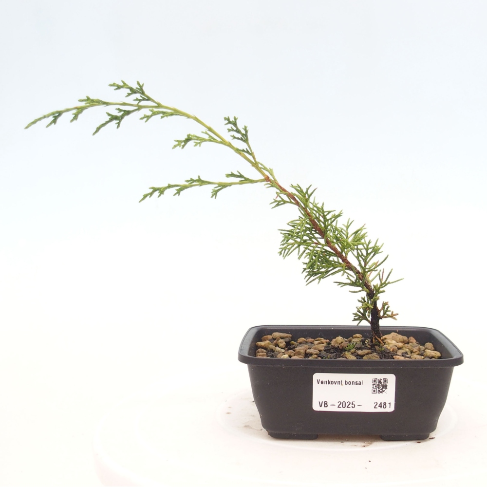 Bonsai da esterno - Juniperus chinensis Itoigawa