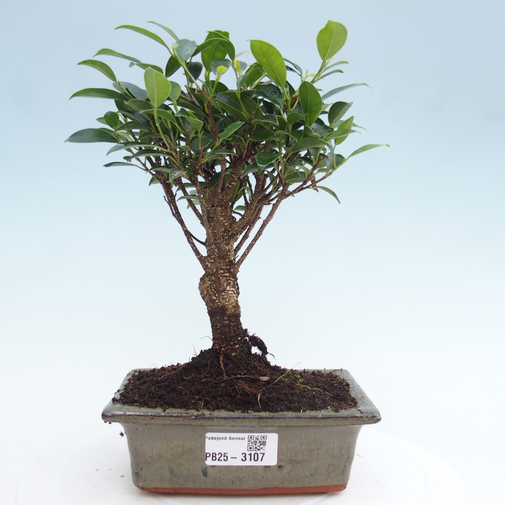 Camera bonsai - Ficus retusa - ficus a foglie piccole