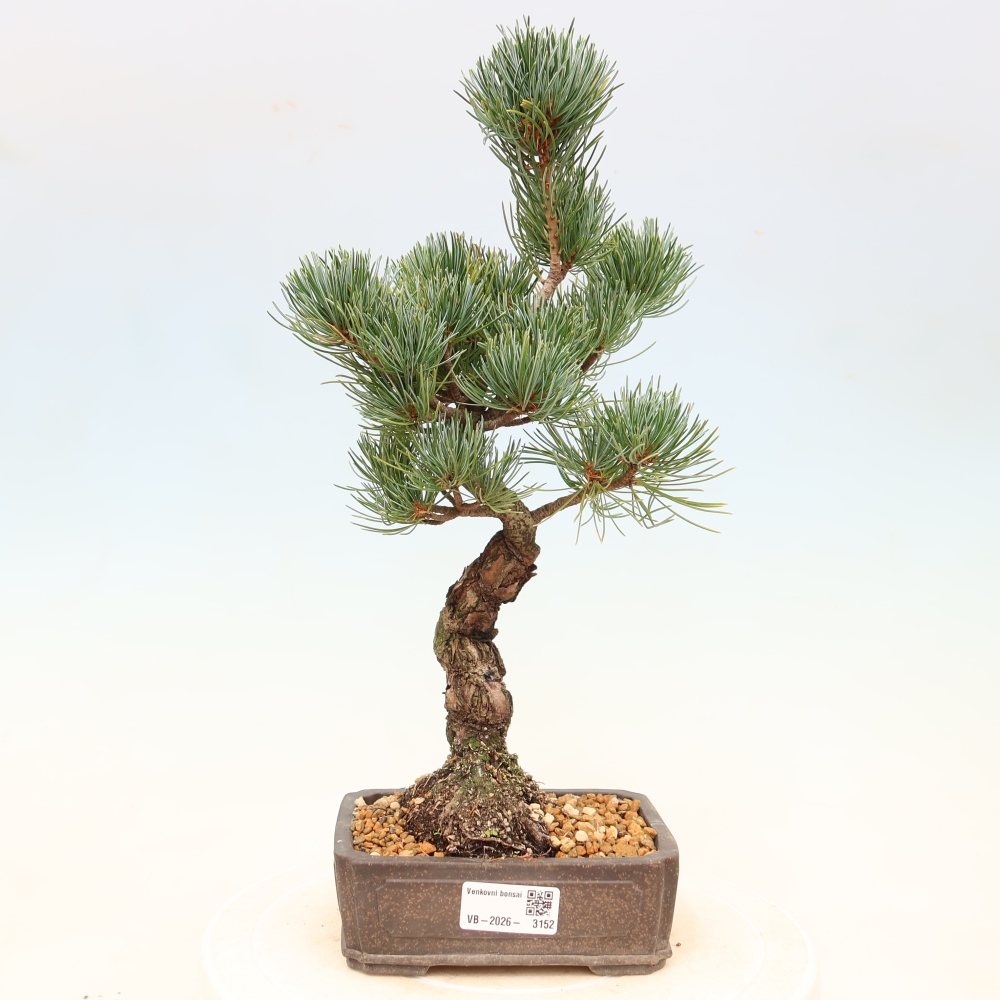 Bonsai da esterno - Pinus parviflora - Pinus parviflora