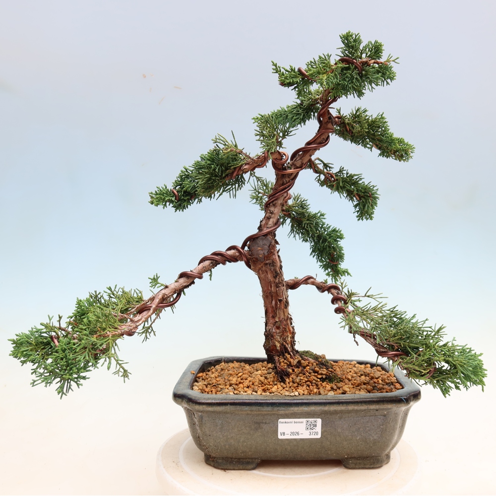 Bonsai da esterno - Juniperus chinensis Kishu