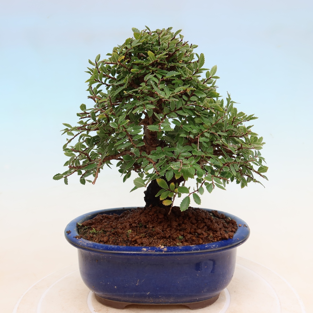 Bonsai da esterno - Zelkova - Zelkova NIRE