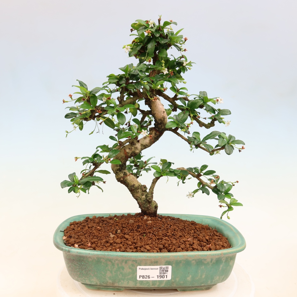Camera bonsai - Carmona macrophylla - Tea fuki