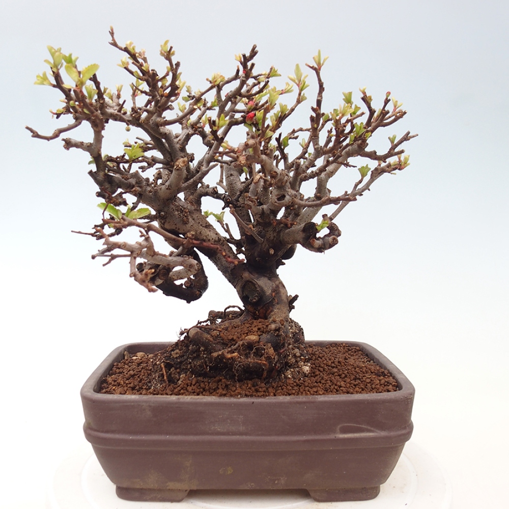 Bonsai da esterno - Chaneomeles speciosa - Cotogno