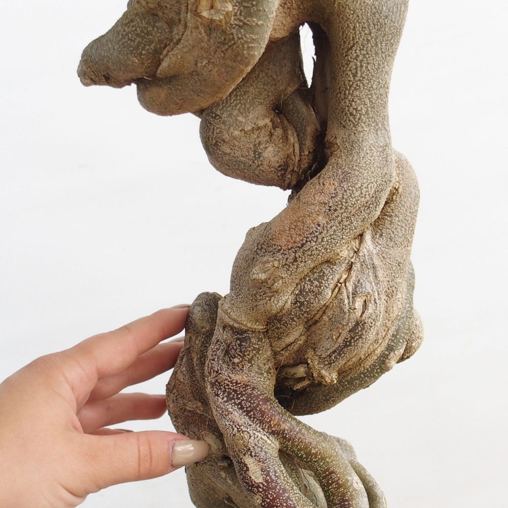 Bonsai da esterno - Acer Buergerianum - Acero burger