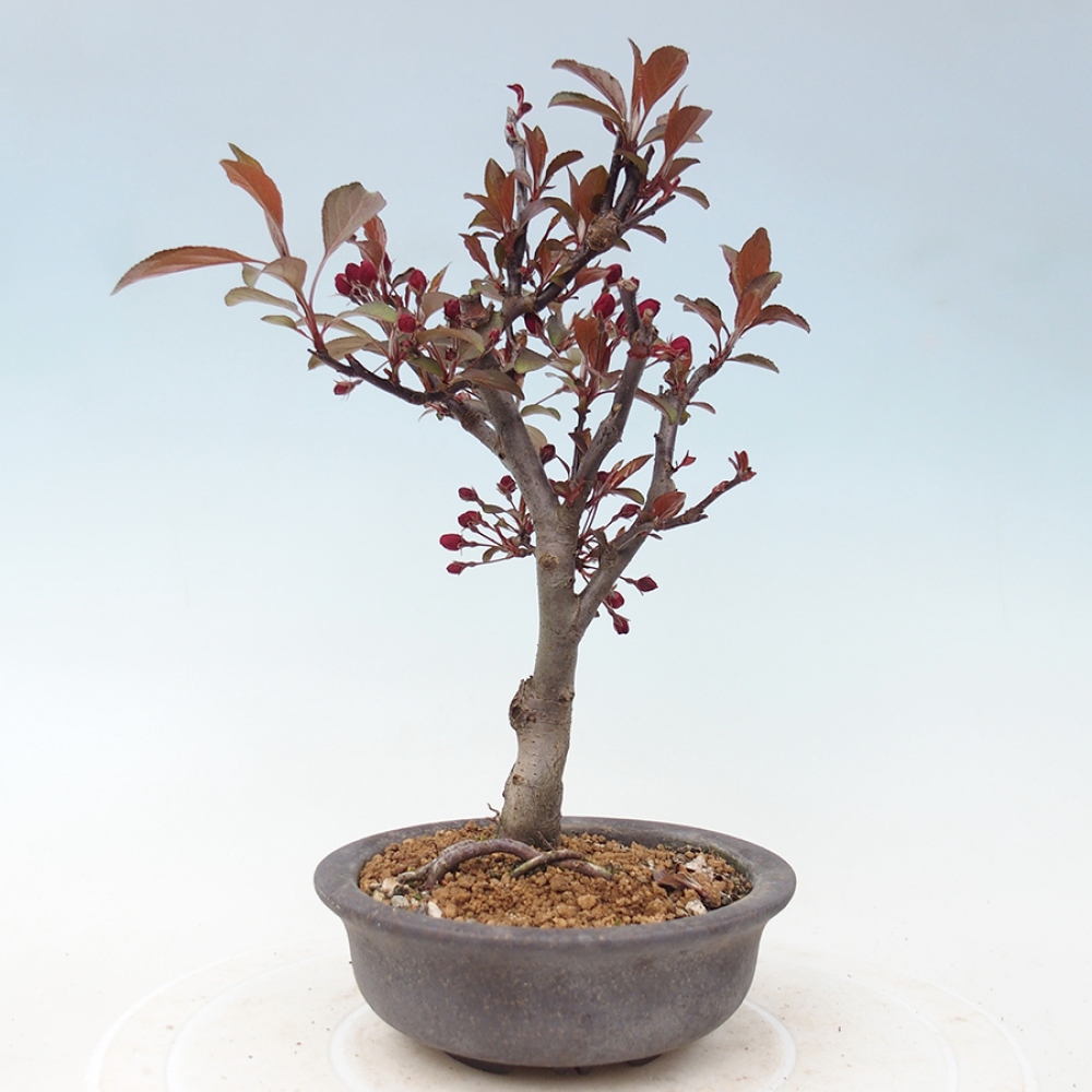 Bonsai da esterno -Malus domestica - Melo a piccoli frutti a foglie rosse