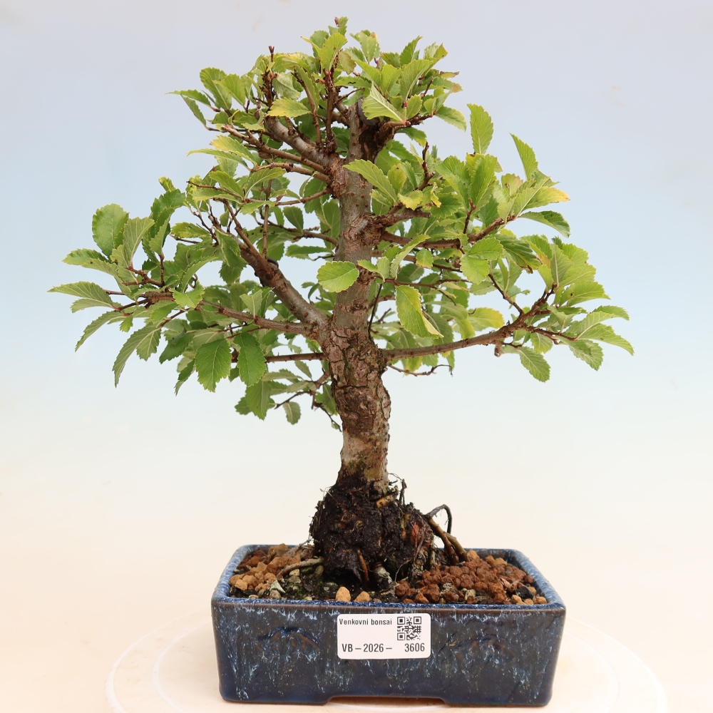 Bonsai da esterno - Zelkova - Zelkova NIRE