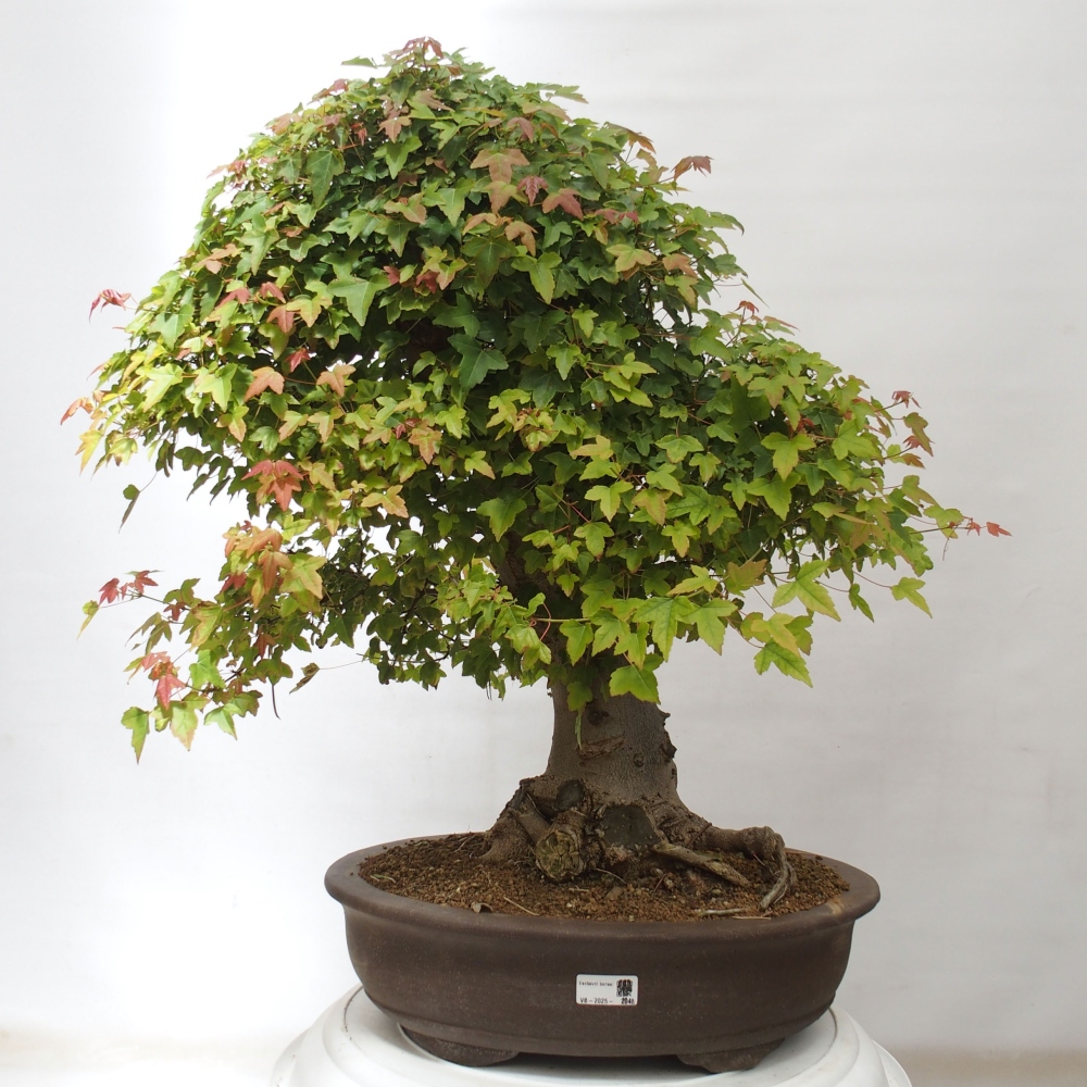 Bonsai da esterno - Acer Buergerianum - Acero di Burger