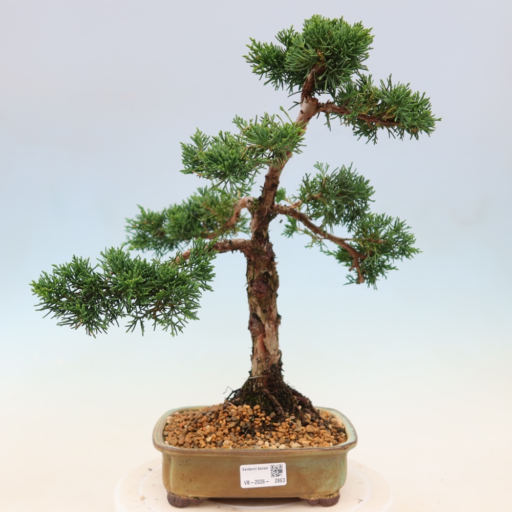 Bonsai da esterno - Juniperus chinensis Kishu