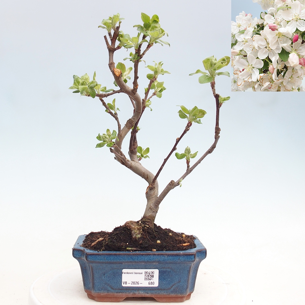Bonsai da esterno -Malus halliana - Melo a frutto piccolo