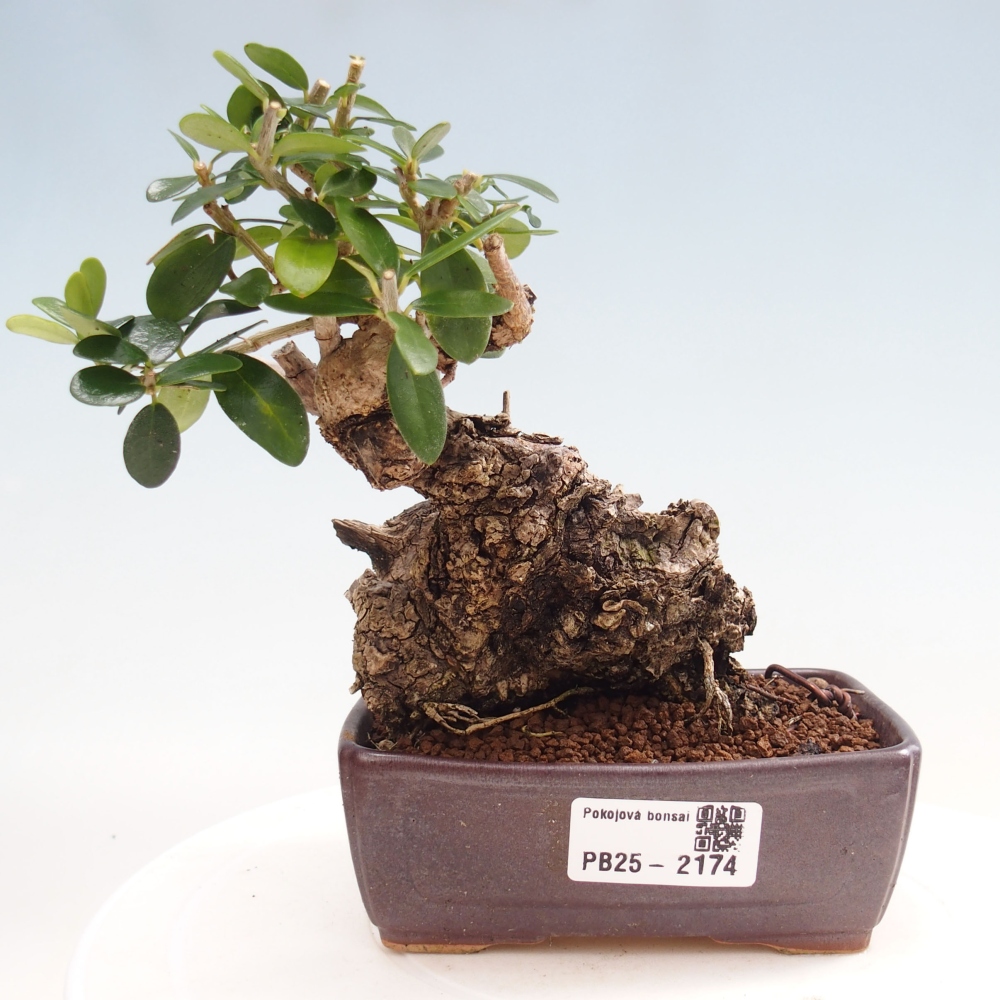 Bonsai da interno - Olea europaea sylvestris